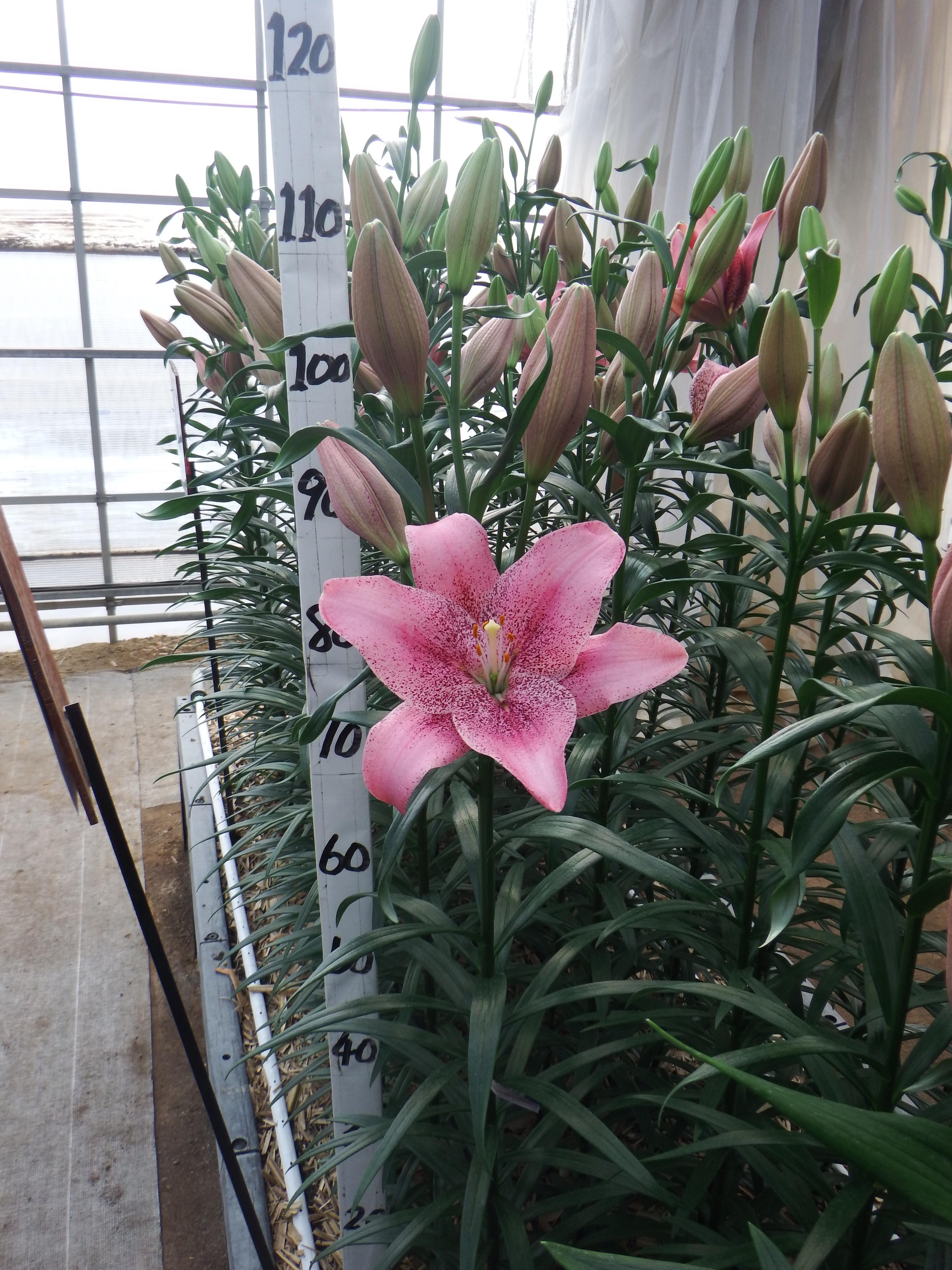 スイートシュガー